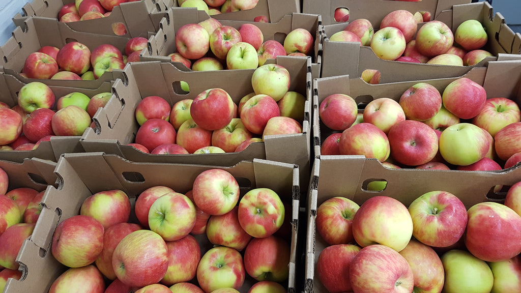 Honeycrisp Apples - Half Box - 20 lbs. – A FARM+HOUSE MARKET